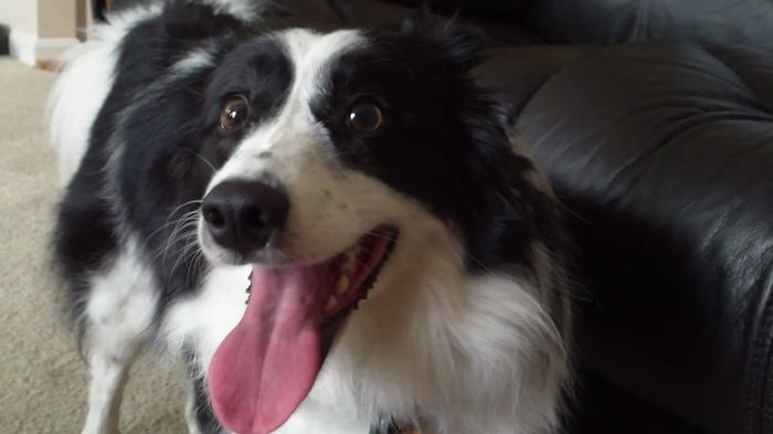 NWR: today is my Pups 2nd birthday!! Do you and your FH have a pet? Show pics!!!