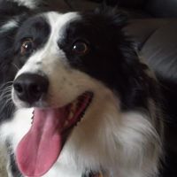 NWR: today is my Pups 2nd birthday!! Do you and your FH have a pet? Show pics!!!