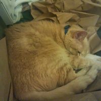 NWR: today is my Pups 2nd birthday!! Do you and your FH have a pet? Show pics!!!