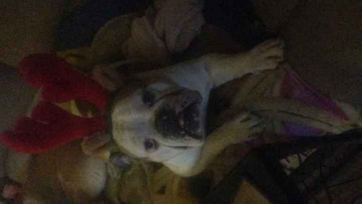 Brag Post - Pet Edition!