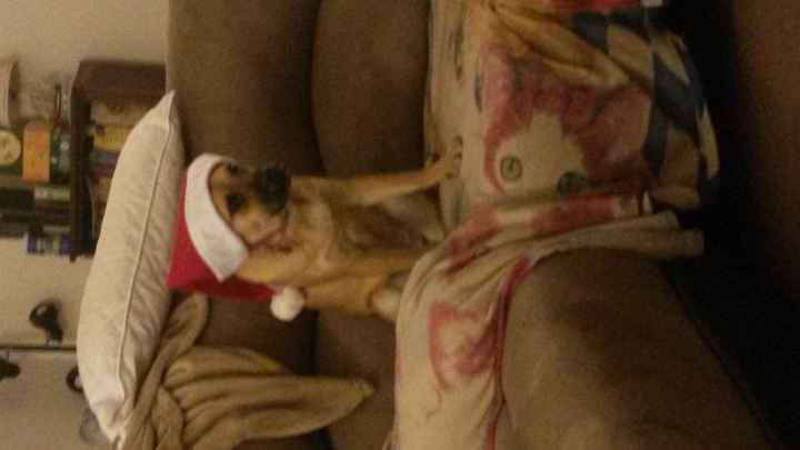 Brag Post - Pet Edition!