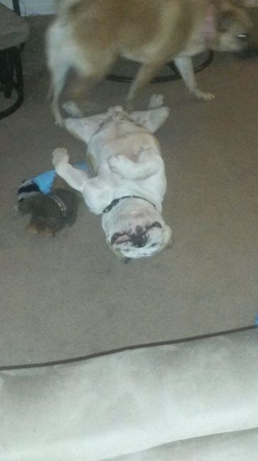 NWR: Puppy Hives