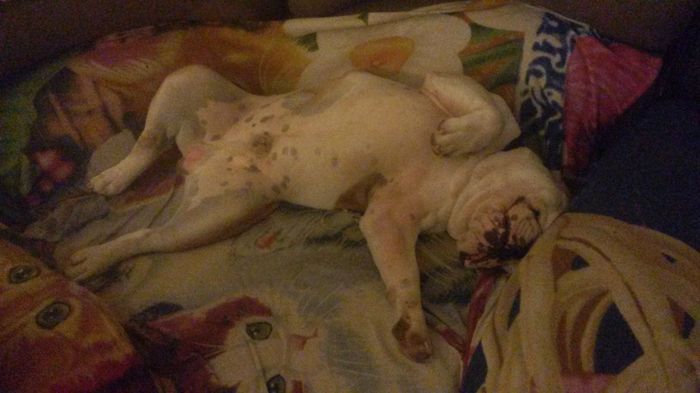 NWR: Puppy Hives