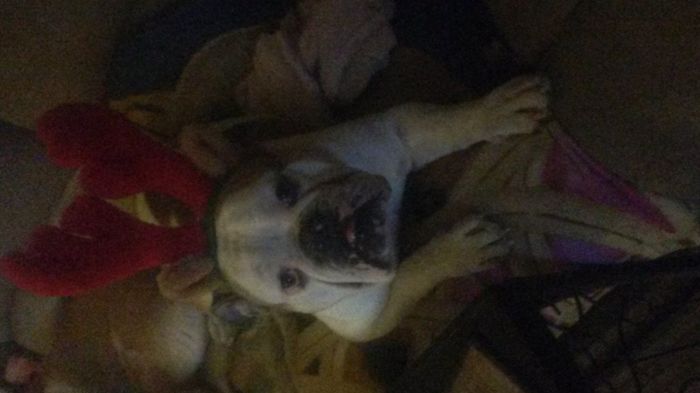 Brag Post - Pet Edition!