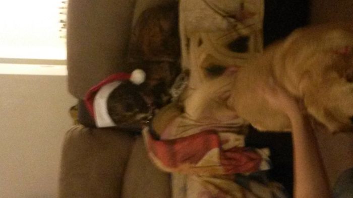 Brag Post - Pet Edition!