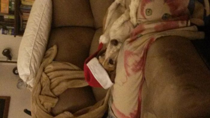 Brag Post - Pet Edition!