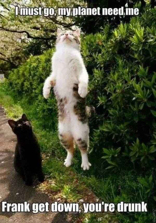 KWR: Drunk Kitty