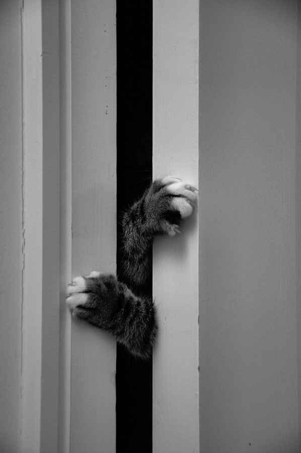 Bored - Cat pic time :)