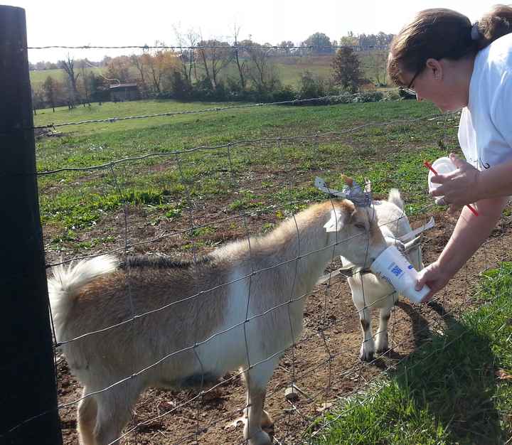 Goats, really?  You give me goat pictures (pics)