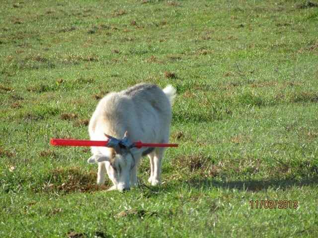 Goats, really?  You give me goat pictures (pics)