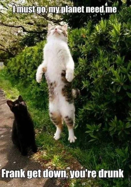 KWR: Drunk Kitty