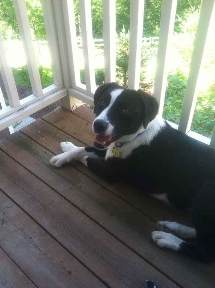 Let me see your furrybabies on the weekend....