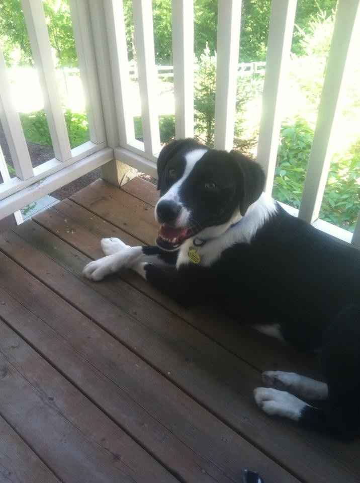 Since we are getting to know each other and everyone LOVES their fur babies!