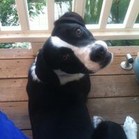 Need cheering up. Show me your puppies!