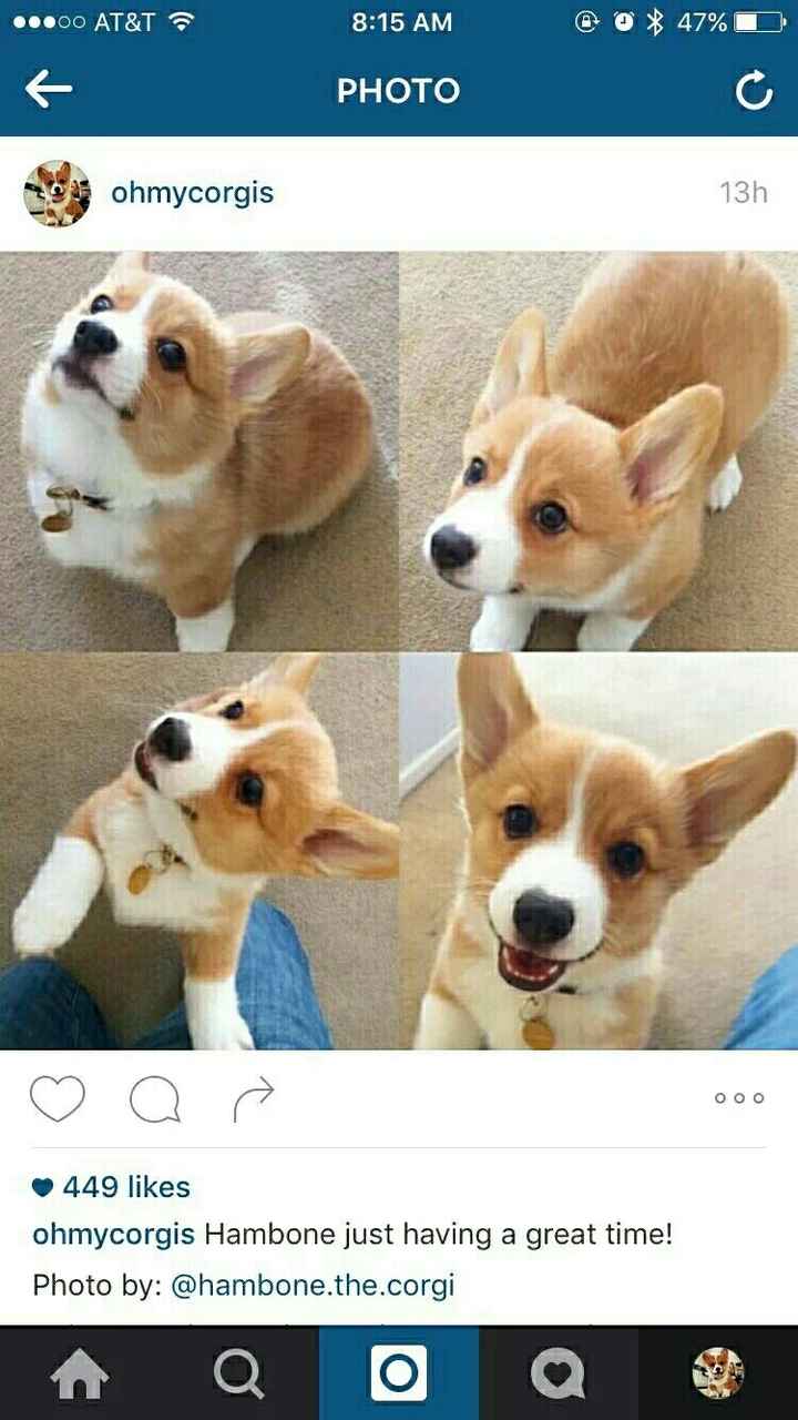 NWR: Memes & Cute Animal Pictures