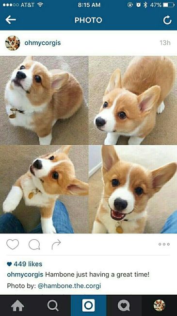 NWR: Memes & Cute Animal Pictures