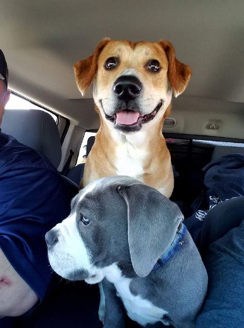 Furbaby Parents, Does Your Pet...? - 1