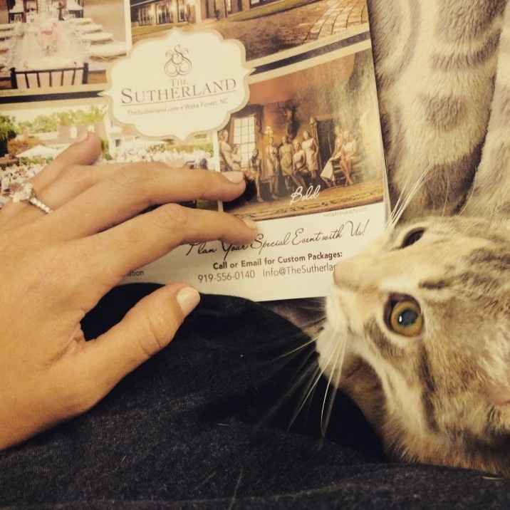 Pets "helping" you make things