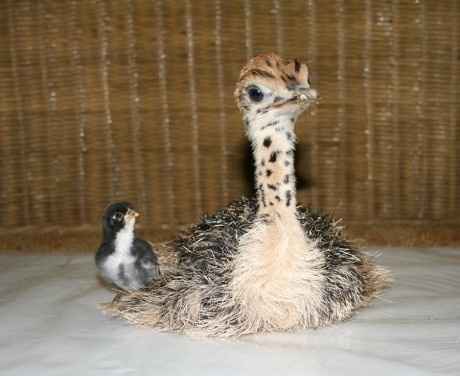NWR- Ostriched!