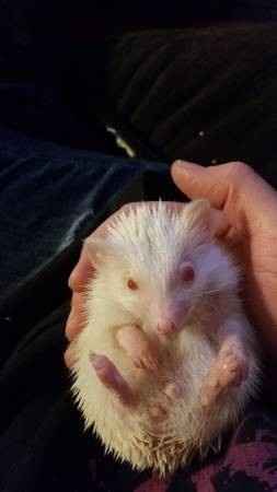 For all you hedgehog peeps!!