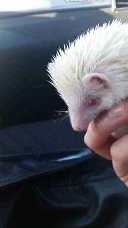 For all you hedgehog peeps!!