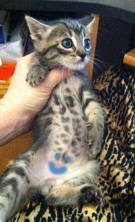 Everybody Meet Bojangles