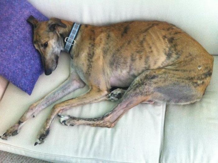 PSA - Martha Gives the Seal of Approval For Pooches of Honor & Wed Party Puppies