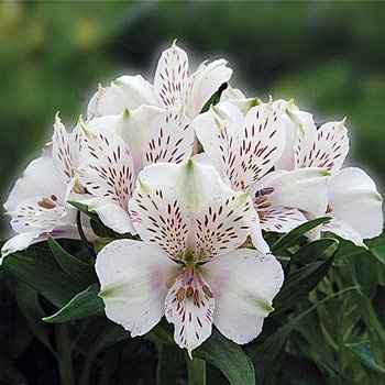WHITE FLOWERS