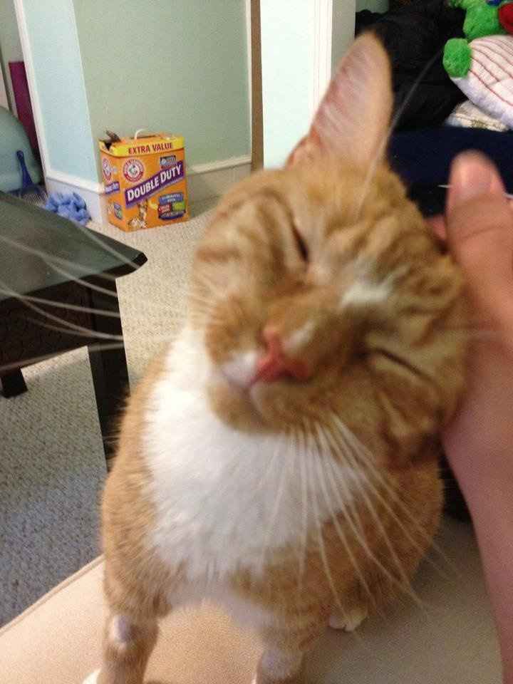 Goose is home!