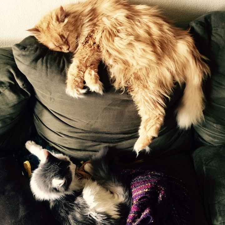 NWR - Pet pictures
