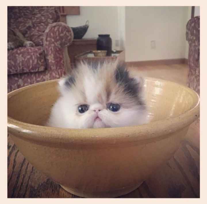 Is there any way to contact a mod?