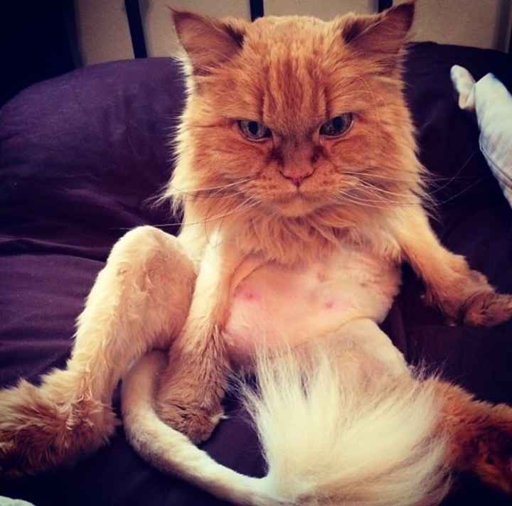 NWR: Bored? Show off your pets!