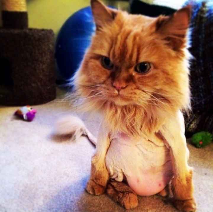 NWR: Bored? Show off your pets!