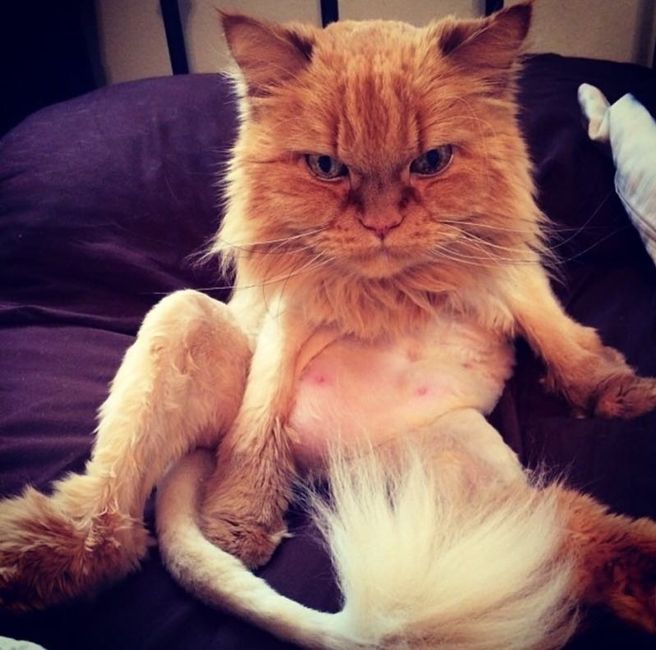 NWR: Bored? Show off your pets!