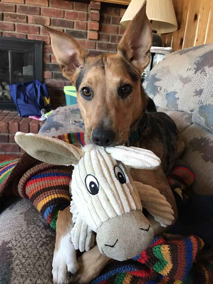Let me see those fur babies!