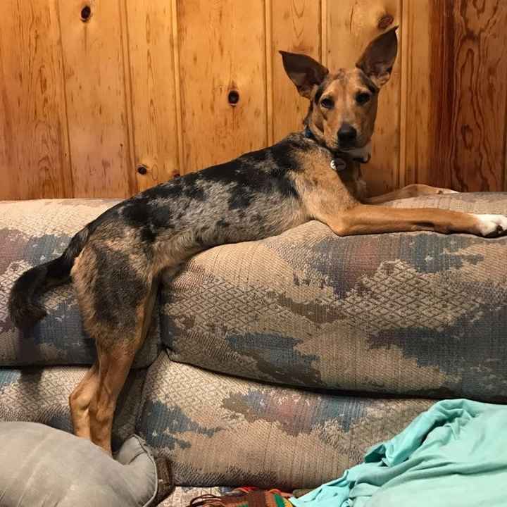 NWR- let me see your fur babies, awake and scared
