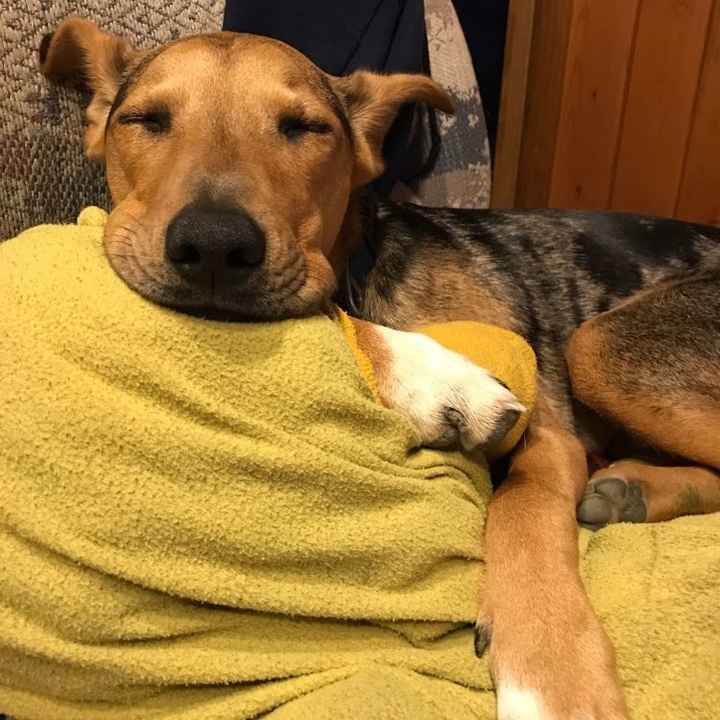 NWR: Puppies and fur babies!