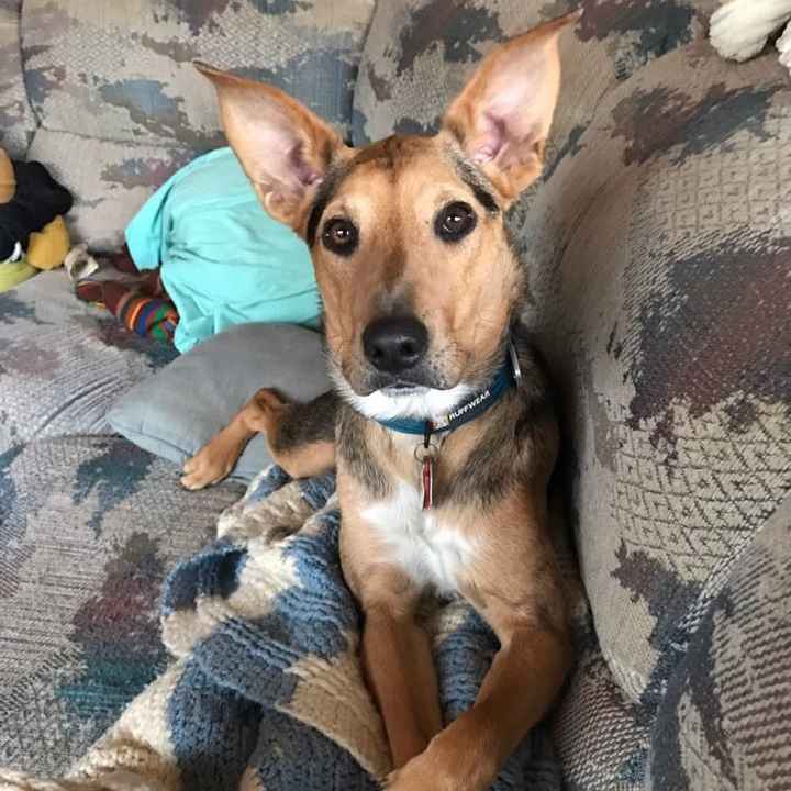 Show me your fur babies!