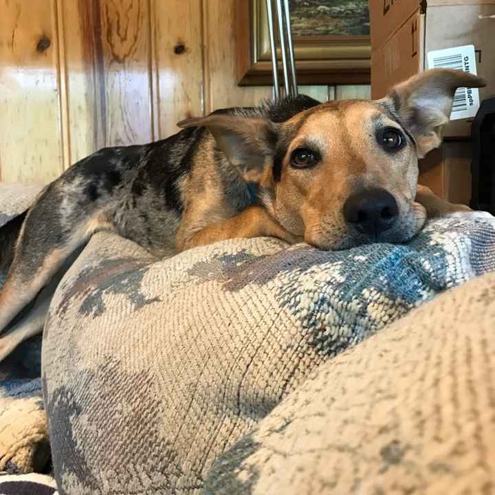 NWR: My pup thinks she's people. She's right. Show me your "people pups!"