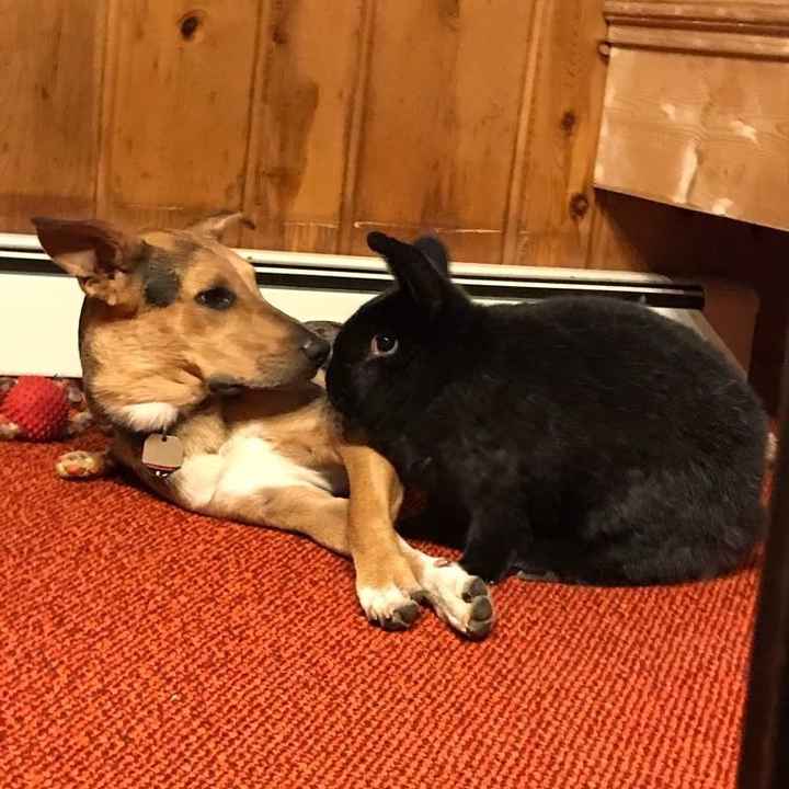 Nwr: puppy fever! (Pics included)