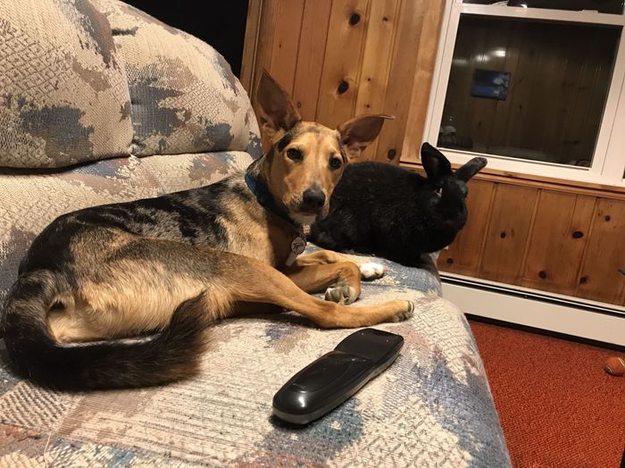 Let me see your puppies!!!