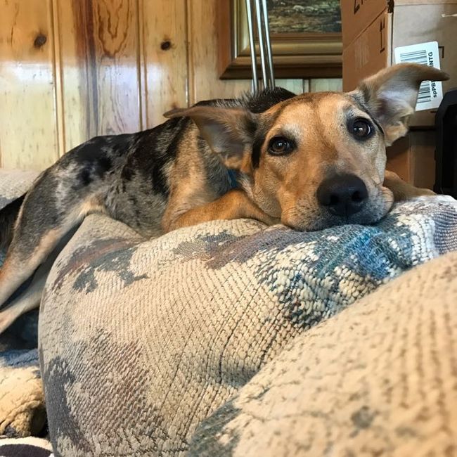 NWR: My pup thinks she's people. She's right. Show me your "people pups!"