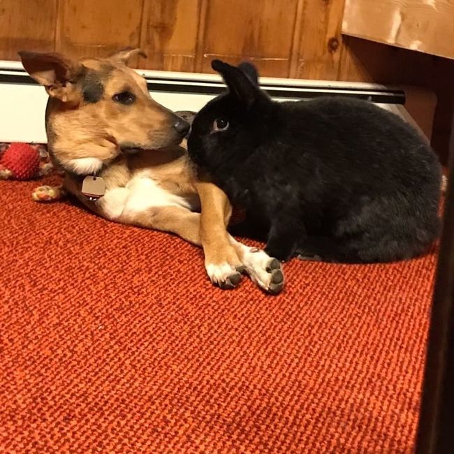 Furbaby pick me up