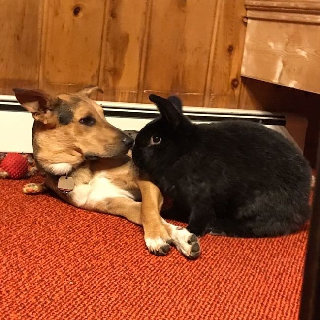 Nwr: puppy fever! (Pics included)