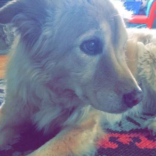 Spinoff: Show us your rescues!