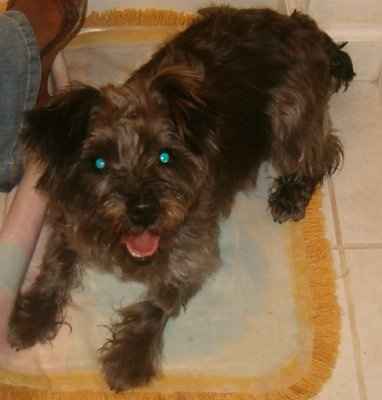 NWR: What kind of dog do you have?