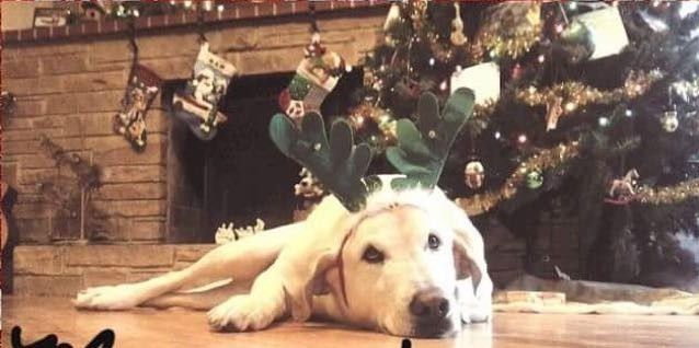 KWR: Who else missed their pets?
