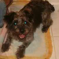 NWR: What kind of dog do you have?