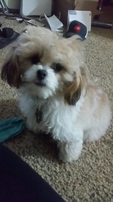 NWR- Does anybody want a dog?