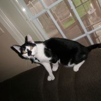 Since we are getting to know each other and everyone LOVES their fur babies!